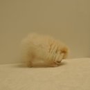 유올펫 강아지고양이 청주점 이미지