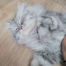 잔다냥 강동점 | 고양이 호텔, 잔다냥 강동점 이용 후기