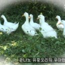 유황오리 Daum카페