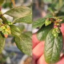 정우농원 이미지