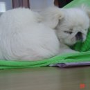 봉순이 - 양양군 | 봉순이