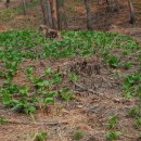 함양산양삼협회 영농조합법인 이미지