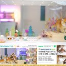 군포고양이분양 아기냥이 얼굴이 너무 귀염둥이