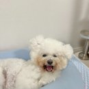 개편한세상 | [반다르크] 강아지 침대와 토퍼, 필로우, 쿨매트까지 한 세트! &#39;개편한세상 올인원베드&#39;