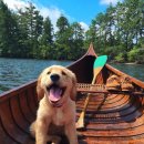 웃는 강아지 이미지