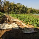 채수농장 이미지