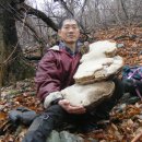 어제 본 15년생 초대형말굽버섯- 10.5kg(77cmx38cmx30cm) 이미지