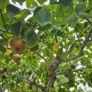 배나무목장 이미지