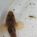 곡천 Daum카페