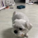 잠실준25시 동물병원 이미지