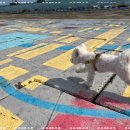 마이펫 강아지유치원 이미지