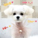 클래시독스 이미지