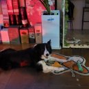 효스테이 이미지