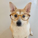 케니애견돌봄센터 이미지