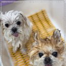 대구애견미용 강아지호텔 모여라솜뭉치 이미지