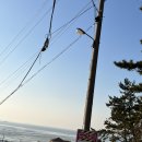 해안동백펜션 이미지