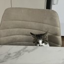 향남메디동물병원 이미지