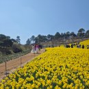 여기, 지리산 | 구례 지리산치즈랜드 수선화 개화 상황 구례여행 지금가도 될까