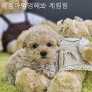 야옹아 멍멍해봐 계림점 | [광주/분양샵] 야옹아멍멍해봐 계림점 위생 관리가 잘 되어 믿음이 갔던 이유