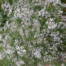 불백고수 이미지