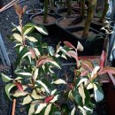 동백농원 이미지