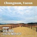 학암포 해당화 | 태안 신두리 해안사구 풍경 솔직후기 주차 편한 주차장 카페