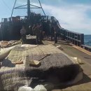 동해-단속-20 이미지