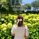 키다리석쇠불고기 | 공주가볼만한곳 유구색동수국정원꽃축제 이틀 다녀옴 (6월꽃축제) 개화율,축제정보,주차정보는?