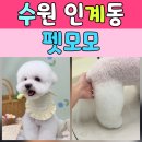 뿌리네 애견샵 | 퇴근 후에도 가능한 수원애견미용, 우만동애견미용 펫모모 후기