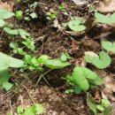 일도 농장 이미지