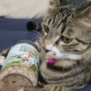 나나비펫 이미지