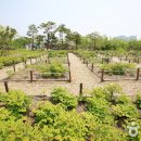 한밭수목원 이미지