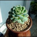 브라운슈가 이미지