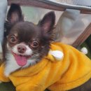 마이펫동물의료센터 이미지