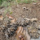 낭만기타 이미지