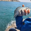 갯바위펜션 | 거제 낚시 여행 추천🎣 벵에돔 터지는 갯바위 포인트 &amp; 펜션 후기