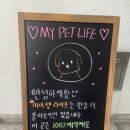 평촌어바인퍼스트 홈플러스정류장 옆 | 안양 단독애견운동장 &#39;마이펫라이프&#39; 강아지생일파티 후기