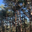 명품소나무길 이미지