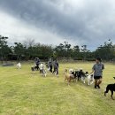 똑똑 애견유치원 이미지