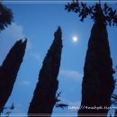 사이프러스 이미지