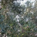 올리브나무 이미지