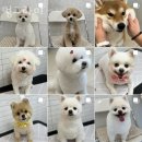 멍그라미 이미지