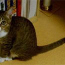 뚱보 고양이 이미지