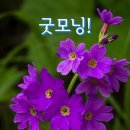 시천교 이미지