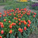 중랑천 뚝방길 (옥외5) | 2025년 05월 일상 1. 여름 어서오고 ~