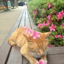 꽃냥이네 이미지