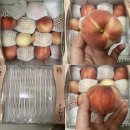 천중농장 | 🍑특상품+고당도!! 요니팜스 대극천 반납작 딱딱이복숭아 로얄대과 공구오픈🧡