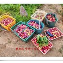 보람농장 이미지