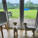강아지정원 | 충주단체펜션 예뜰사과의정원, 강아지와 함께한 독채펜션 숙박 후기