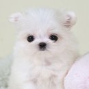 온순한